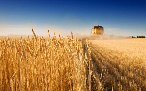 Завдяки приватизації аграрії отримають додаткові потужності для переробки та складування зернових Рис.1