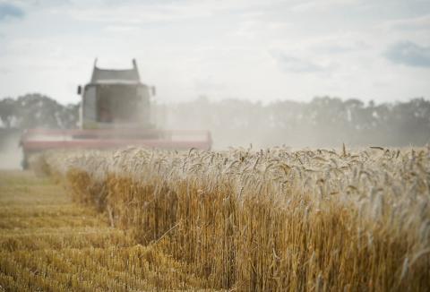 Аграрії Полтавщини намолотили 1,2 мільйона тонн зерна нового врожаю Рис.1