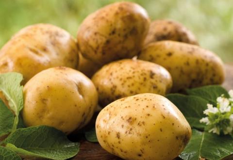 Буковина збере втричі більше картоплі, ніж споживає Рис.1