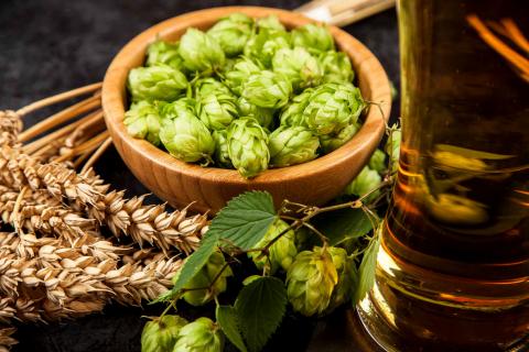 Дослідження показало, що регіональне середовище вирощування хмелю впливає на смак пива Рис.1