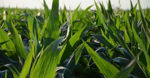 Ефективність фунгіцидів та рідких добрив для кукурудзи можна перевірити за допомогою безпілотників. Рис.1