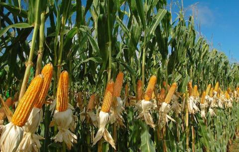 Експерти Stratégie Grains скоротили прогноз врожаю кукурудзи в ЄС Рис.1