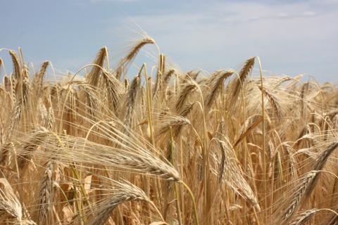 Експорт зернових, зернобобових, олійних у липні 2022 досяг 3 млн тонн Рис.1