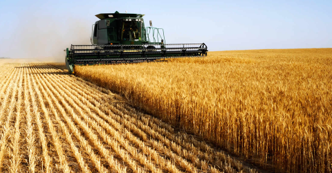 ІМК збільшила урожайність пшениці на Сумщині Рис.1