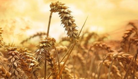 Міжнародні трейдери відновили закупівлю пшениці в Україні Рис.1