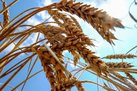 На експорт пішло 2,3 млн т українського зерна Рис.1