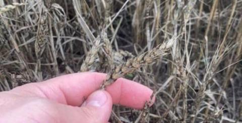 На колосках пшениці поширюється небезпечний грибок Рис.1