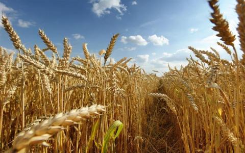 Урожайність пшениці на Черкащині скоротилась на 20% Рис.1