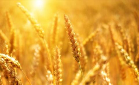 Уряд затвердив порядок використання 1,5 млрд грн на підтримку малих сільгоспвиробників Рис.1