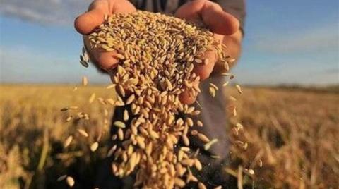 В Україні зібрали 23,4 млн тонн нового врожаю Рис.1