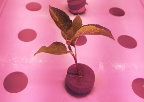Вирощування саджанців яблуні без ґрунту – у Великоританії проводять інноваційний експеримент Рис.1