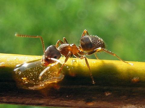 Заміна пестицидів мурахами для захисту врожаю Рис.1