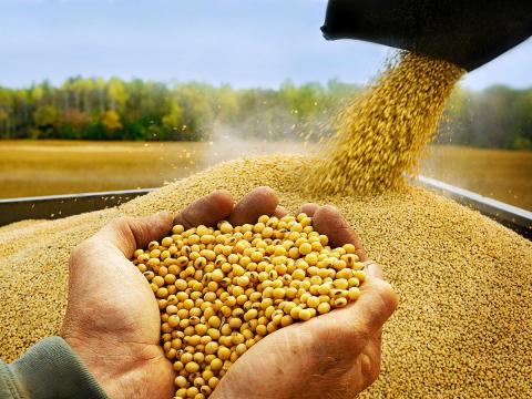 «Астарта» очікує на рекордний урожай сої в Полтавській області Рис.1