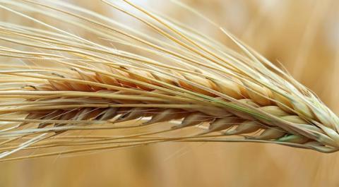 Австралія долучається до програм зберігання зерна в Україні Рис.1