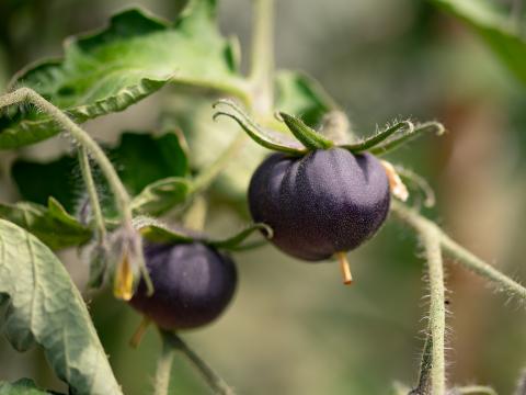 Генетично модифіковані фіолетові помідори з'являться в продуктових магазинах США Рис.1