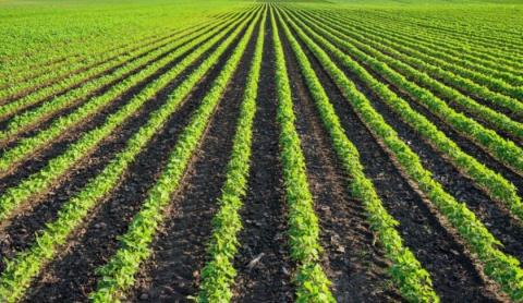 На середину вересня в Україні від шкідників і хвороб було оброблено понад 35 млн га посівів Рис.1