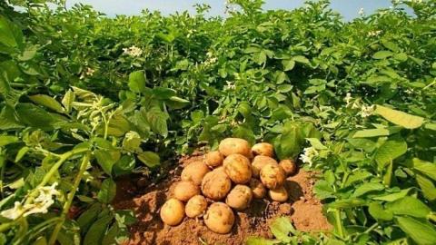 Польща збере менший урожай картоплі Рис.1