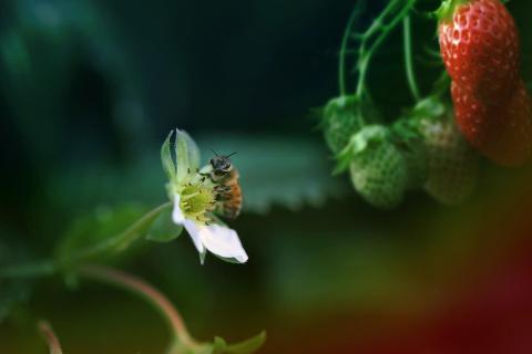 Поодинокі бджоли, які проковтнули пестициди стали повільнішими,- дослідження Рис.1