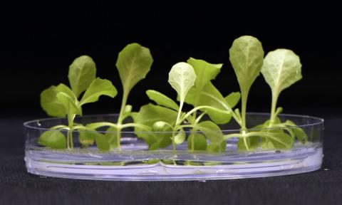 У США розробили технологію вирощування рослин у космосі – без сонячного світла Рис.1