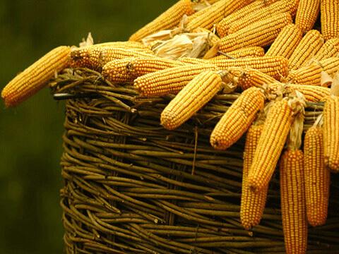 USDA збільшило прогноз урожаю пшениці та кукурудзи в Україні Рис.1