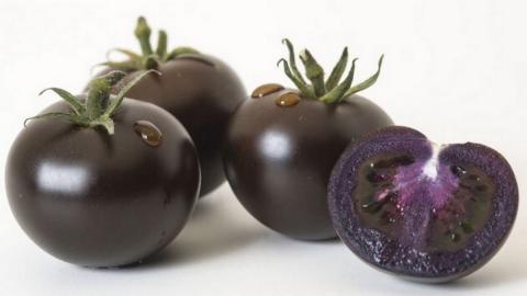 Вчені створили гібрид томату з протираковими властивостями Рис.1