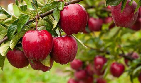 WAPA погіршила прогноз врожаю яблук у Європі Рис.1