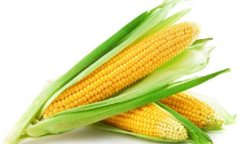 Зниження прогнозів врожаю кукурудзи в ЄС підтримує ціни на кукурудзу в Україні Рис.1