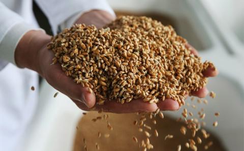 Аграрії зібрали 26,4 млн тонн нового врожаю Рис.1