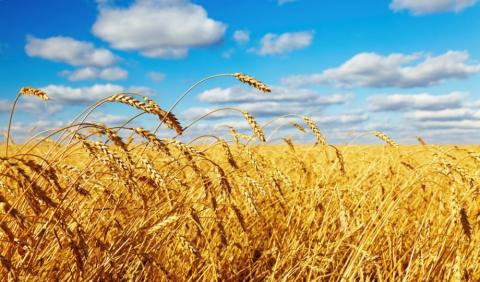 Ціни на пшеницю завмерли в очікуванні рішення про роботу зернового коридору Рис.1