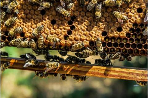 Дослідники представили швидкий тест для захисту медоносних бджіл від смертельної загрози Рис.1