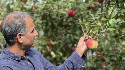 Геном Honeycrisp допоможе вченим вивести яблука найкращої якості Рис.1