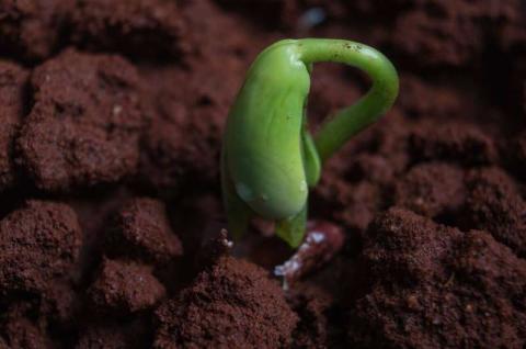 Ґрунтовий банк насіння забезпечує діаспори для поповнення популяції рослин Рис.1