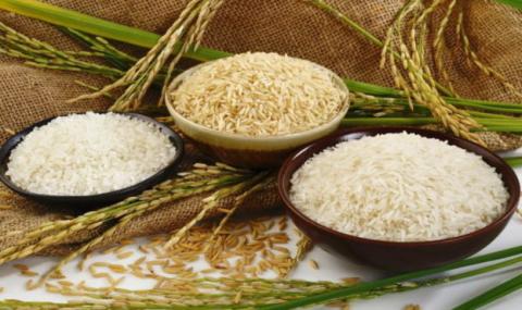 Новий мутант рису з низькою вагою зерна впливає на розмір зерна, регулюючи експресію GW7 Рис.1