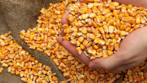 Підвищення прогнозів врожаю в Бразилії обмежує зростання цін на кукурудзу Рис.1