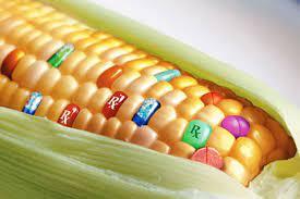 Регулювання сфери ГМО в Україні потребує осучаснення з урахуванням європейського досвіду Рис.1