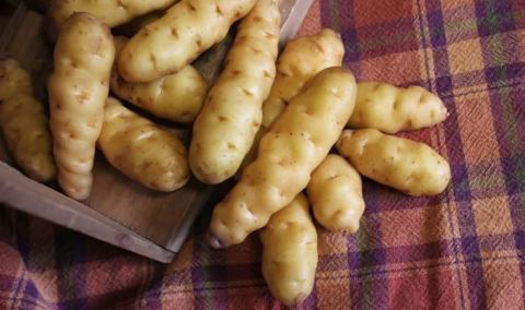 У Канаді виростили один з найстаріших сортів картоплі в світі Рис.1