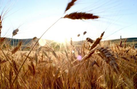 У вересні відправки пшениці з України зросли до 2 млн тонн Рис.1