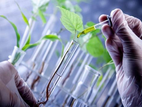 Уряд Індії просуває рослини з відредагованим геномом Рис.1
