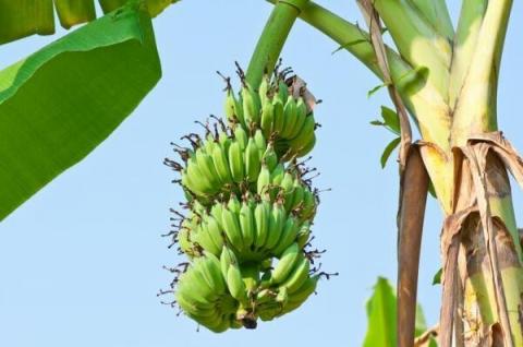 Вчені здійснили прорив у захисті бананів від панамської хвороби Рис.1