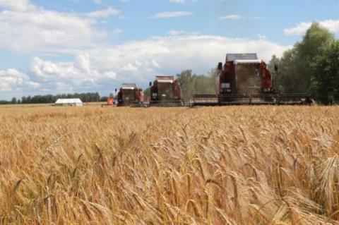 Збір врожаю триває: аграрії намолотили 29 млн тонн зернових Рис.1