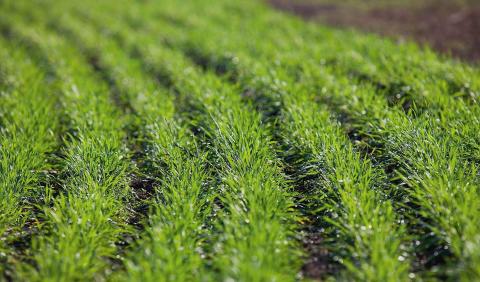 Аграрії на 20-30% скоротять площі під озимими зерновими Рис.1