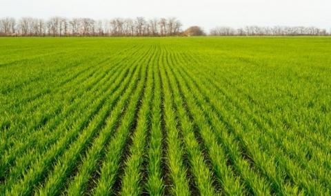 Agricom Group посіяв в оптимальні строки 90% площ під озимою пшеницею Рис.1