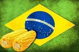 Бразилія вже може почати поставки кукурудзи до Китаю, що знизить експорт з України та США Рис.1