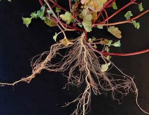 Дослідження показують, що коріння рослин змінює форму і розгалужується для отримання води Рис.1
