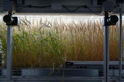 Infarm показує потенціал пшениці, що вирощується в приміщенні Рис.1