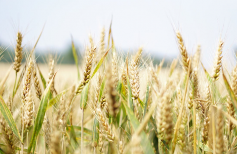 Кенія отримала другу партію пшениці з України, - огляд іноземних ЗМІ за 26-27 листопада 2022 року Рис.1
