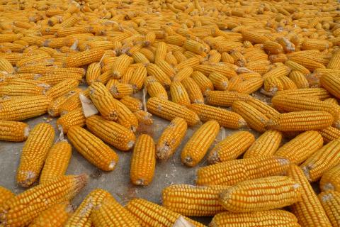 Молдова втратила 90% урожаю кукурудзи Рис.1