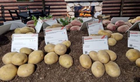 Нові сорти картоплі нідерландської селекції з'являться у держреєстрі України Рис.1