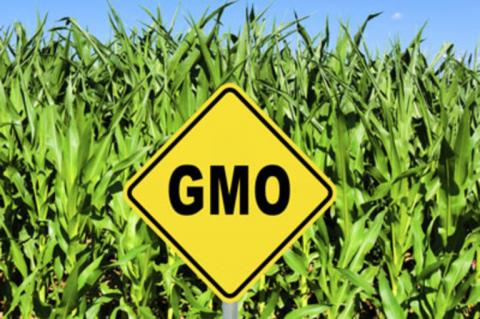 Парламент прийняв за основу законопроект щодо врегулювання у сфері ГМО Рис.1