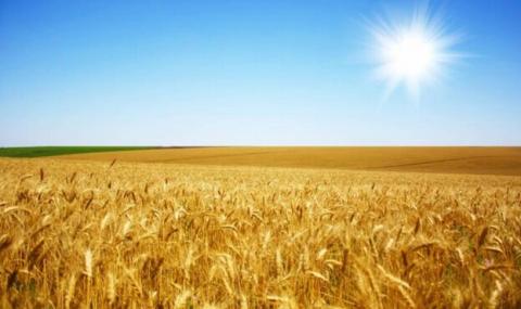 Пшеничні котирування незначно відновилися після падіння минулого тижня Рис.1